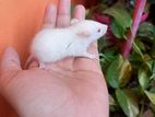 Swiss albino rat