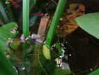 Swordtail Fish And Guppy Life Tree বিক্রি করা হবে