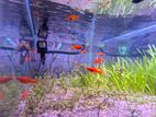 Swordtail,Platy,black molly