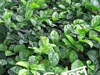 Plant sell