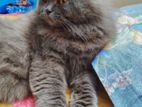 Cat for sale