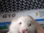 Syrian 2 pairs baby hamster sell Hobe .