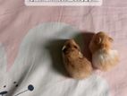 Syrian & Dwarf Hamster Available