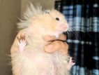 Syrian Exotic Hamster