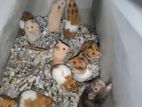 Syrian Exotic Hamster