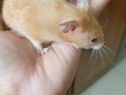 Syrian hamster 1 pair