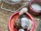 syrian hamster 1pcs