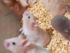 Syrian hamster adult pair