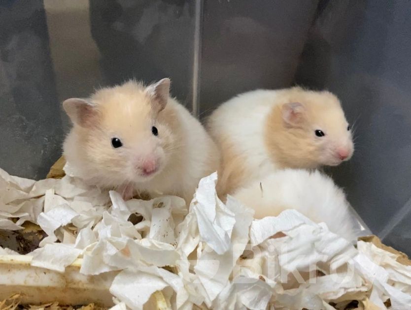 Beige Syrian Hamster Syrian Hamster Baby Cream And White Color For