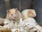 Syrian Hamster Baby Cream and White Color