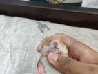 syrian hamster baby