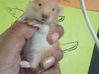 syrian hamster baby tame size