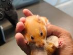 syrian hamster female