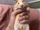 Syrian hamster female