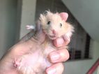 Syrian Hamster