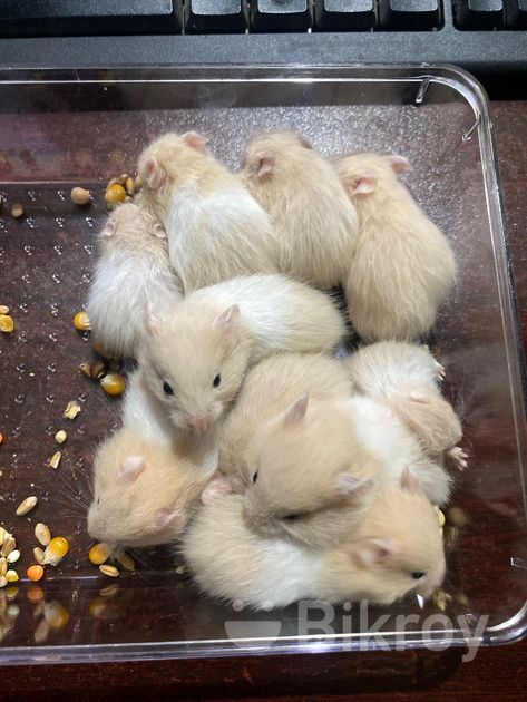 Female Male Short Haired Hamster Syrian Male And Female Dwarf