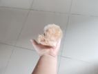 Syrian Hamster