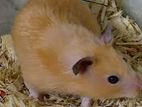 Syrian Hamster