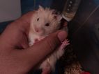 Syrian Hamster