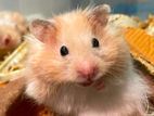 Syrian Hamster