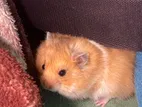 Syrian Hamster