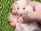 Syrian Hamster