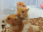 Syrian Hamster