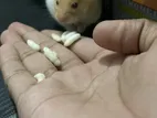 Syrian Hamster