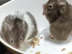 Syrian Hamster