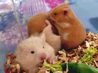 Syrian Hamster
