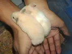Syrian Hamster