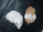 Syrian Hamster
