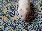 Syrian Hamster