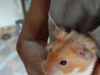 Syrian Hamster