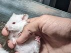 Syrian hamster sell