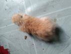 Syrian Hamster