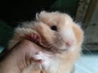 Syrian Hamster