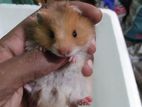 Syrian Hamster