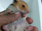 Syrian Hamster