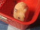 syrian hamster