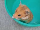 Syrian hamster