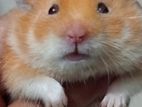 SYRIAN HAMSTER