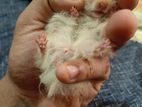 Syrian Hamster Long Hair