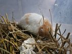 Syrian Hamster Male