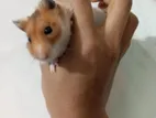 Syrian Hamster Male