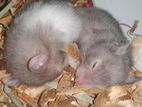 Syrian hamster pair