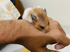 Syrian Hamster with Box And Accessories