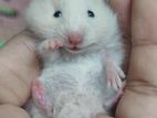 Syrian long hair hamster baby