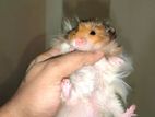 Syrian Long Hair Hamster