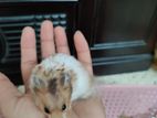 Syrian long hair hamster